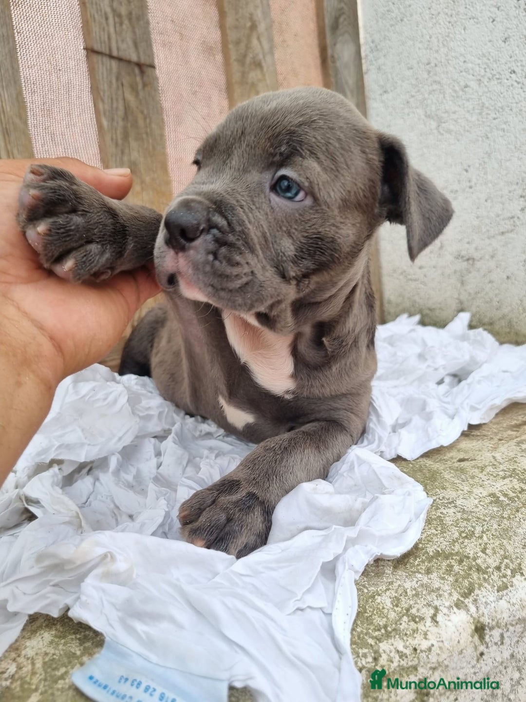 American Bully perros en venta: American Bully Pocket - Imagen 4