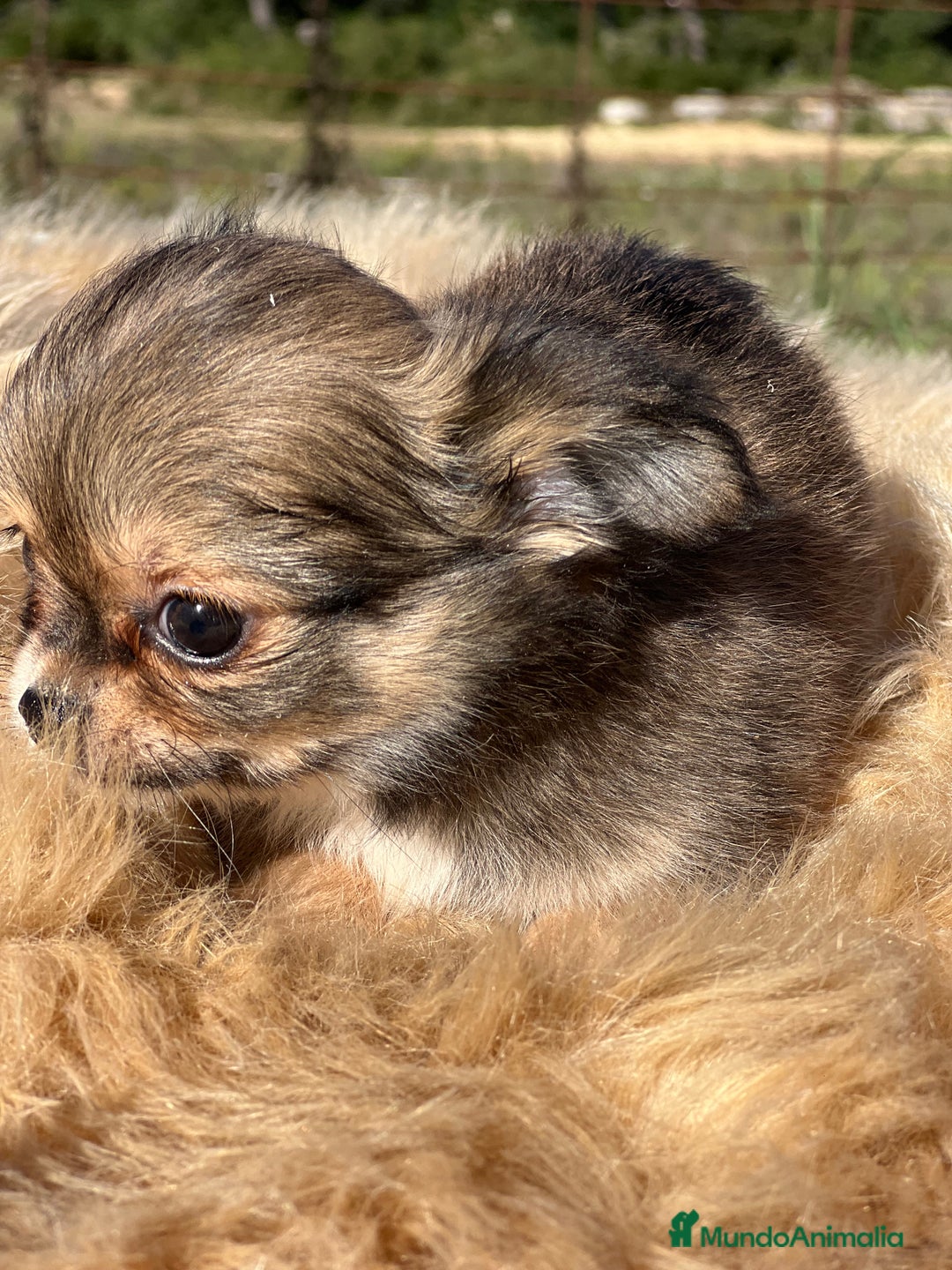 Chihuahua perros en venta: Chihuahua leonado toy  - Imagen 2
