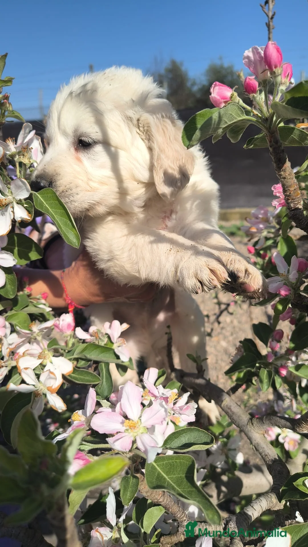 Golden Retriever perros en venta: Espectaculares golden retriever para entregar en Murcia - Anuncio 5