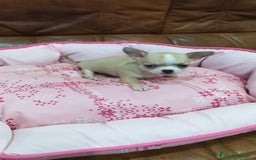 Chihuahua perros en venta: Chihuahua toy  - Imagen 5