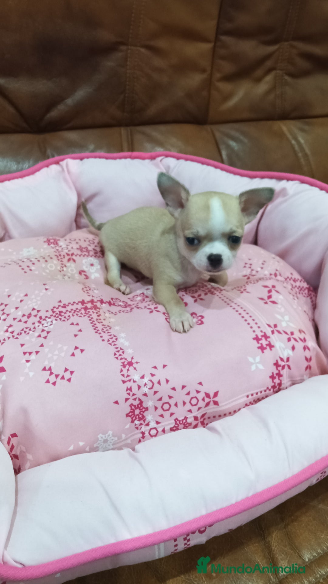 Chihuahua perros en venta: Chihuahua toy  - Imagen 5