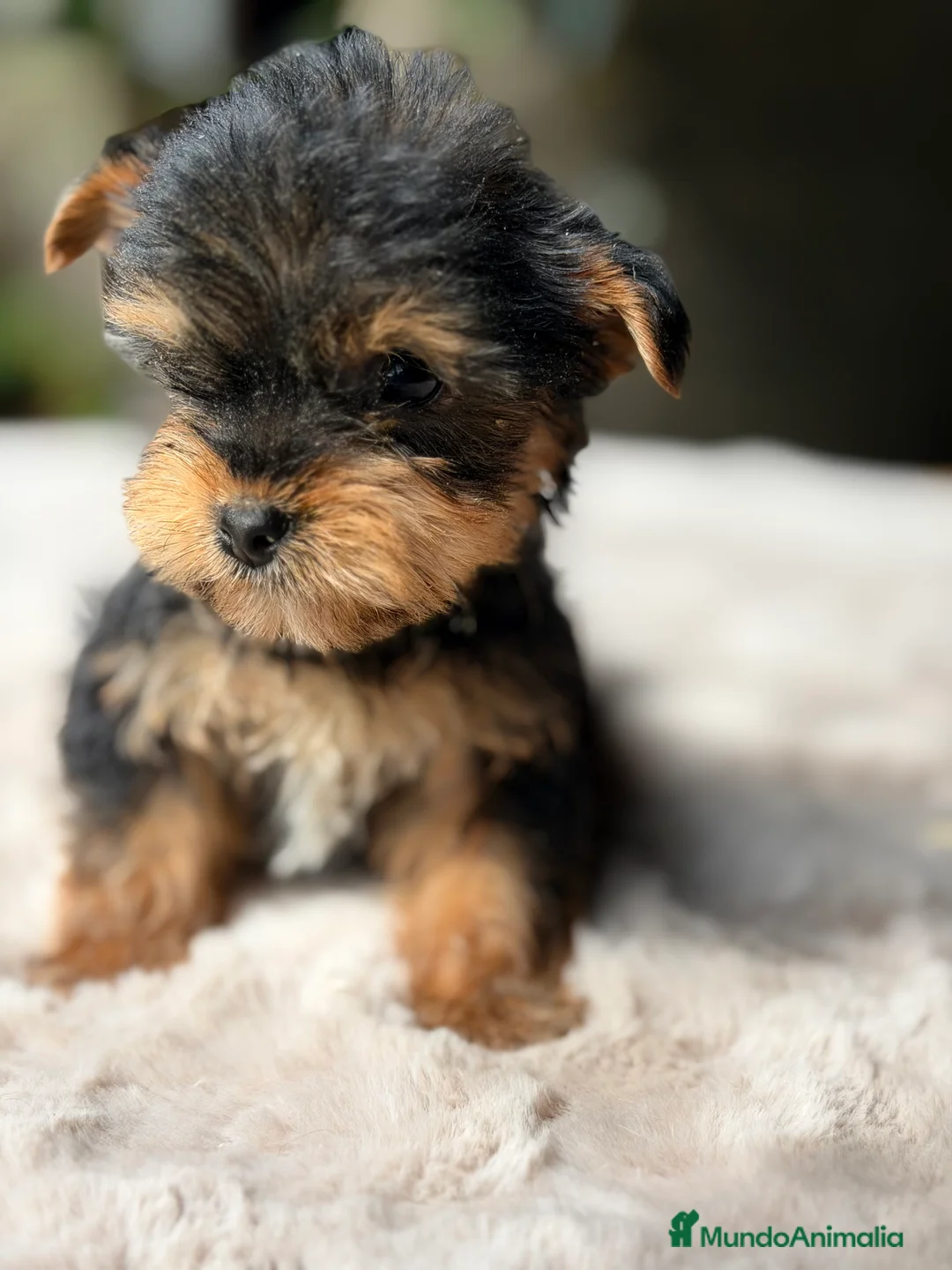 Yorkshire Terrier perros en venta: Yorkshire Minitoy  - Anuncio 2