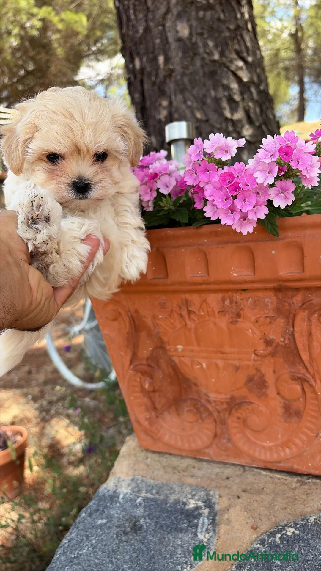 Maltipoo perros en venta: Maltipoo mini toy disponible  - Anuncio 2