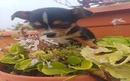 Chihuahua perros en venta: Chihuahua macho  - Anuncio 5