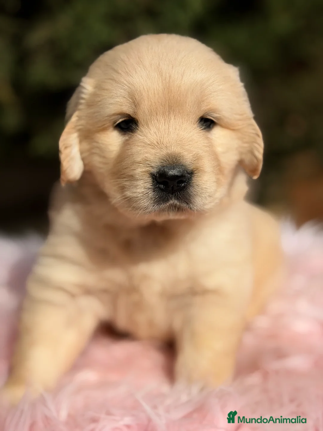 Golden Retriever perros en venta: Golden hembra  - Anuncio 2