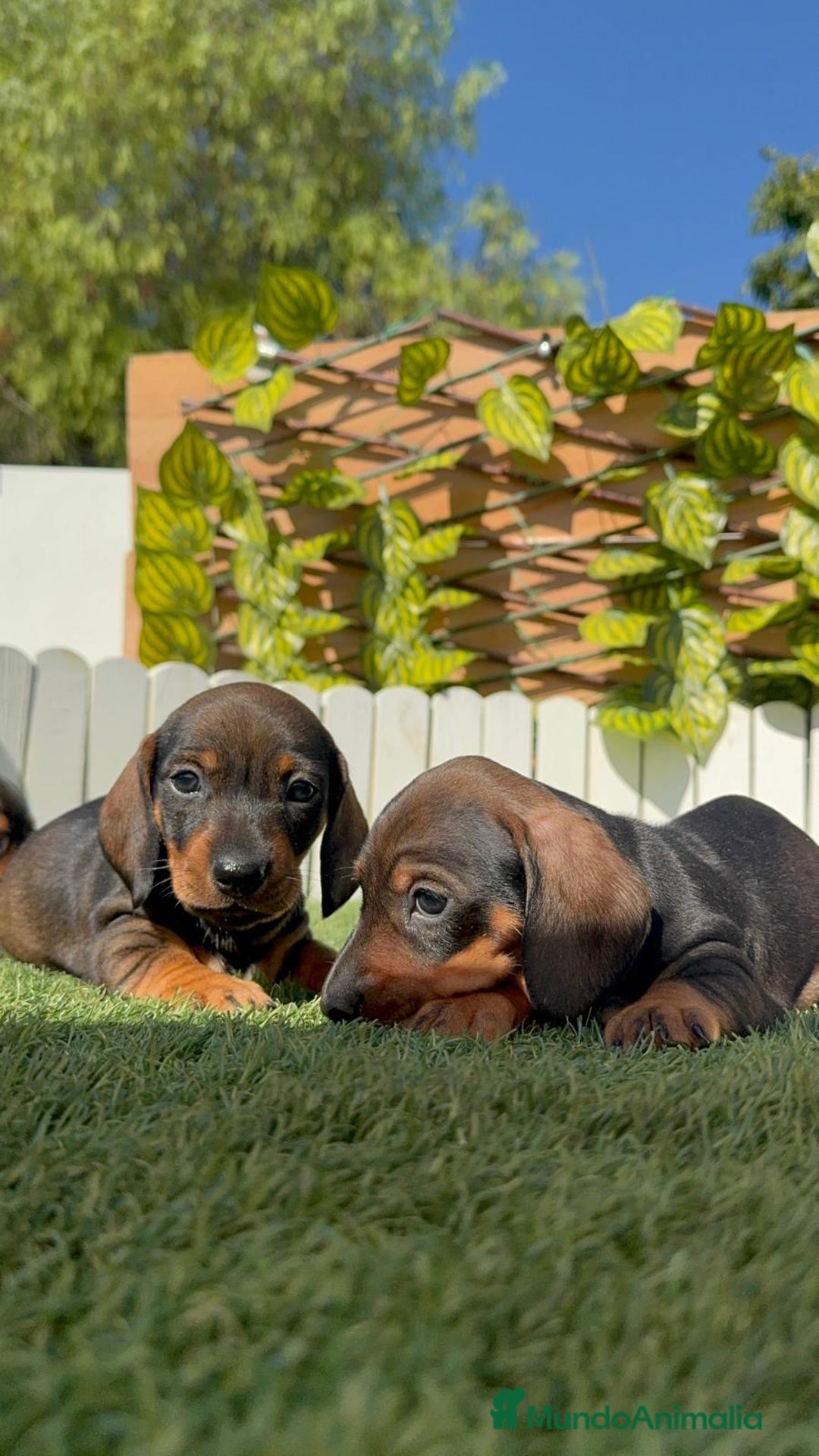 Teckel Miniatura perros en venta: TECKEL MINIATURA - Imagen 3