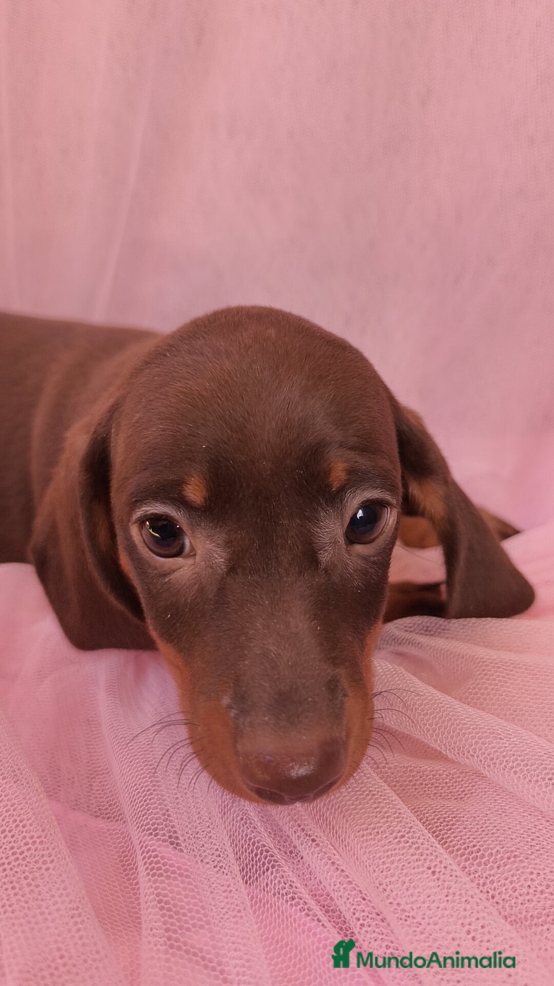 Teckel Miniatura perros en venta: Teckel chocolate kanichen hembra  - Anuncio 6