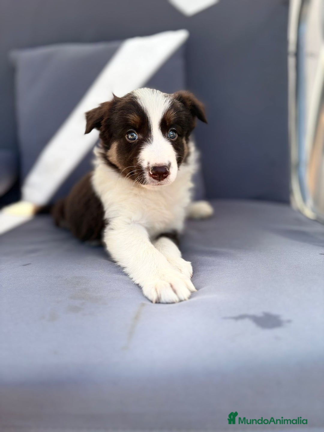 Border Collie perros en venta: Border collie chocolate  - Imagen 17
