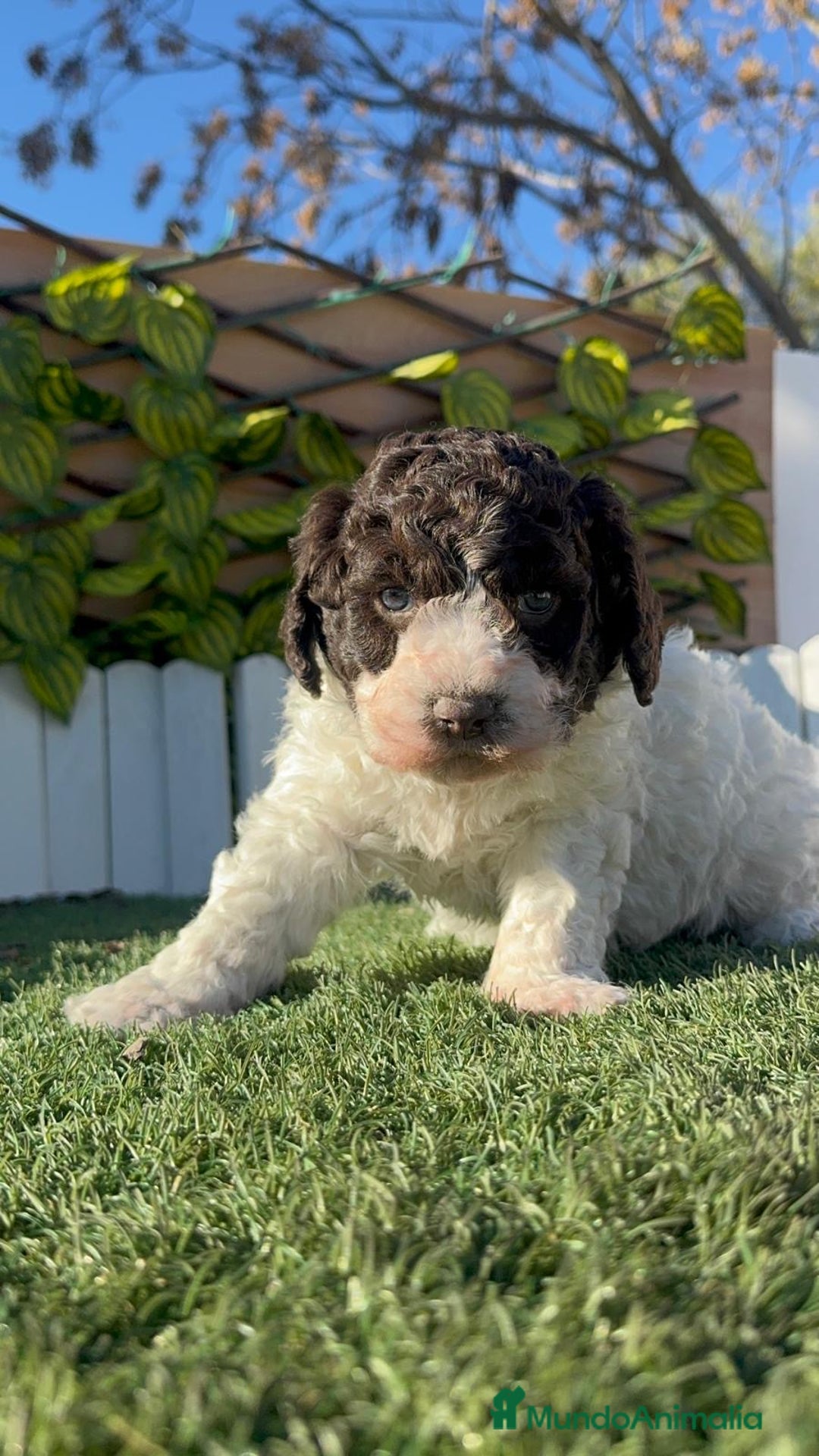 Perro de Agua Español perros en venta: PERRO ESPAÑOL AGUA ESPAÑOL - Anuncio 10