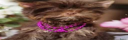 Biewer Yorkshire Terrier a la Pom Pon perros en venta: Cachorros Yorkshire chocolate - Anuncio 4