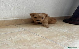 Yorkshire Terrier perros en venta: YORSHIRE - Imagen 1