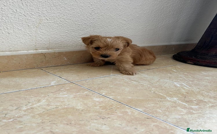 Yorkshire Terrier perros - Propaganda 1