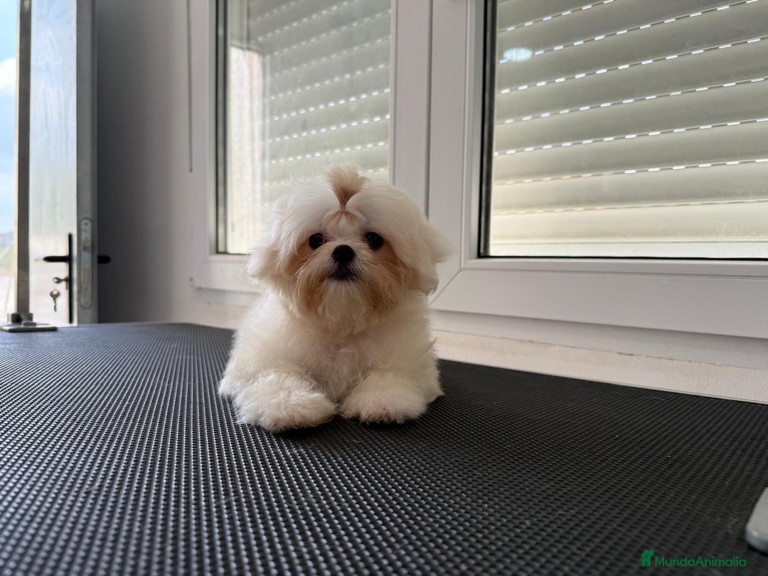 Bichón Maltés perros en venta: Hermoso cachorro de bichon maltés toy - Imagen 2