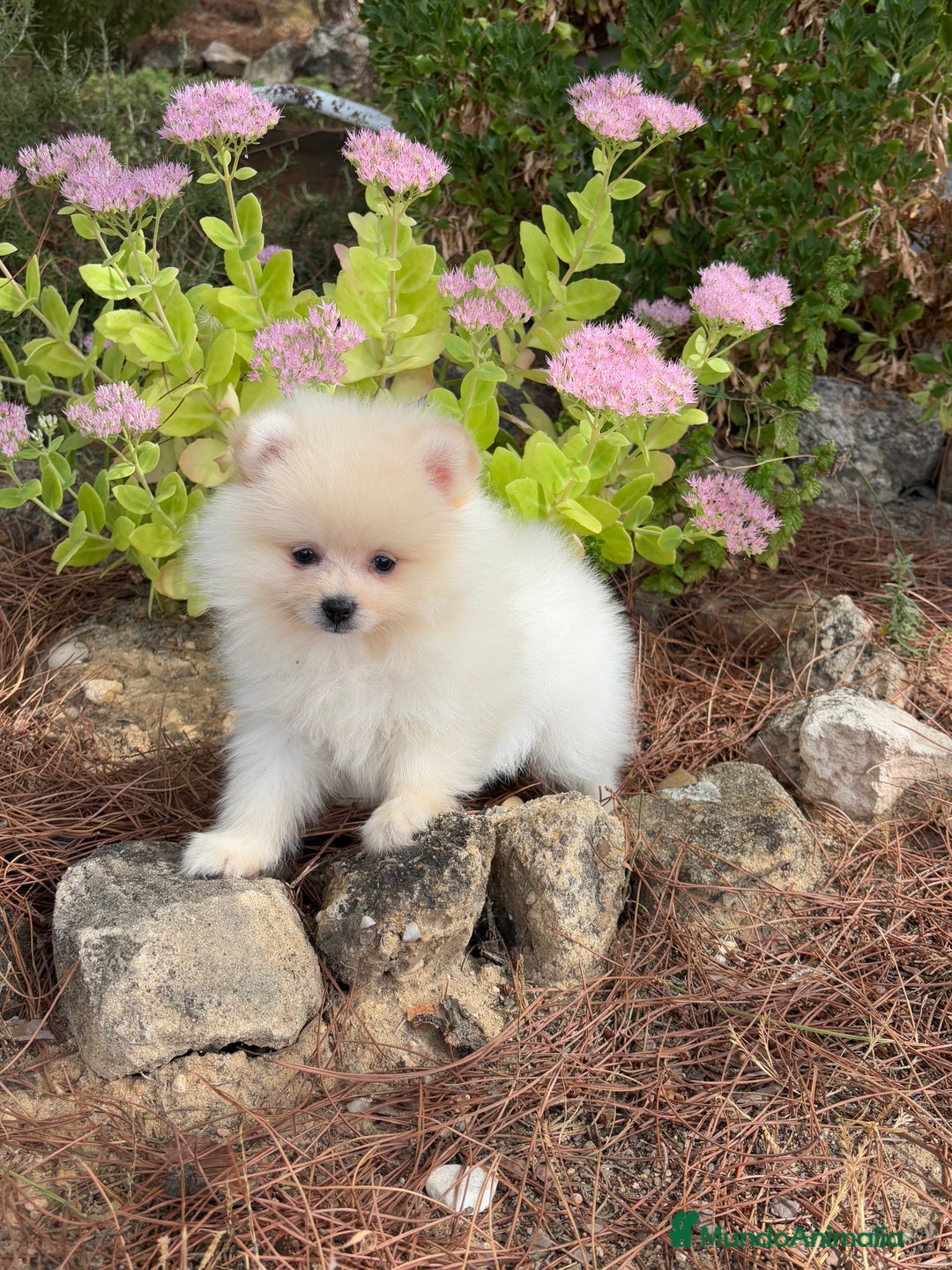 Pomerania perros en venta: Pomerania macho disponible  - Imagen 2