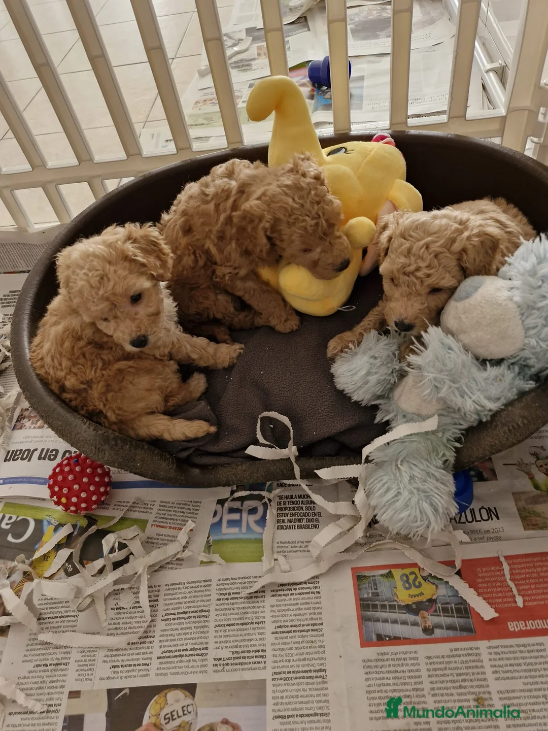 Caniche Toy perros en venta: Caniches preciosos  en Barcelona - Anuncio 4