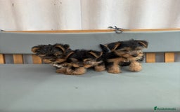 Yorkshire Terrier perros en venta: Yorkshire toy - Imagen 7