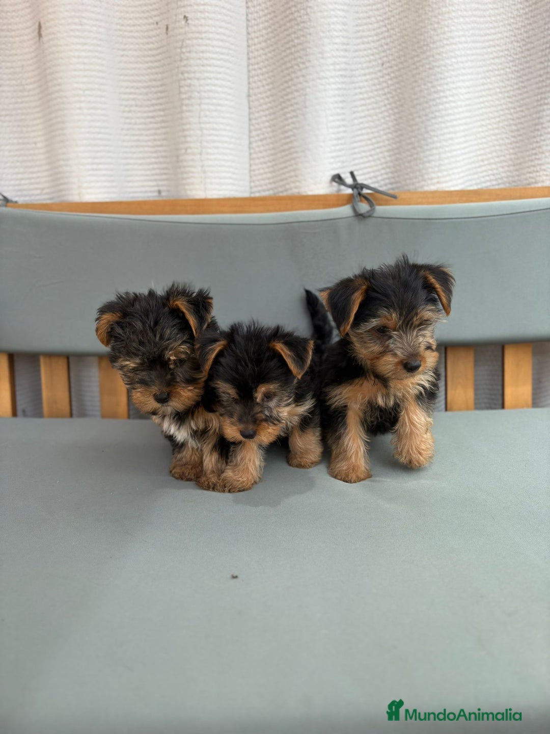 Yorkshire Terrier perros en venta: Yorkshire toy - Imagen 7