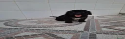 Perro de Agua Español perros en venta: Perros de agua  - Anuncio 3