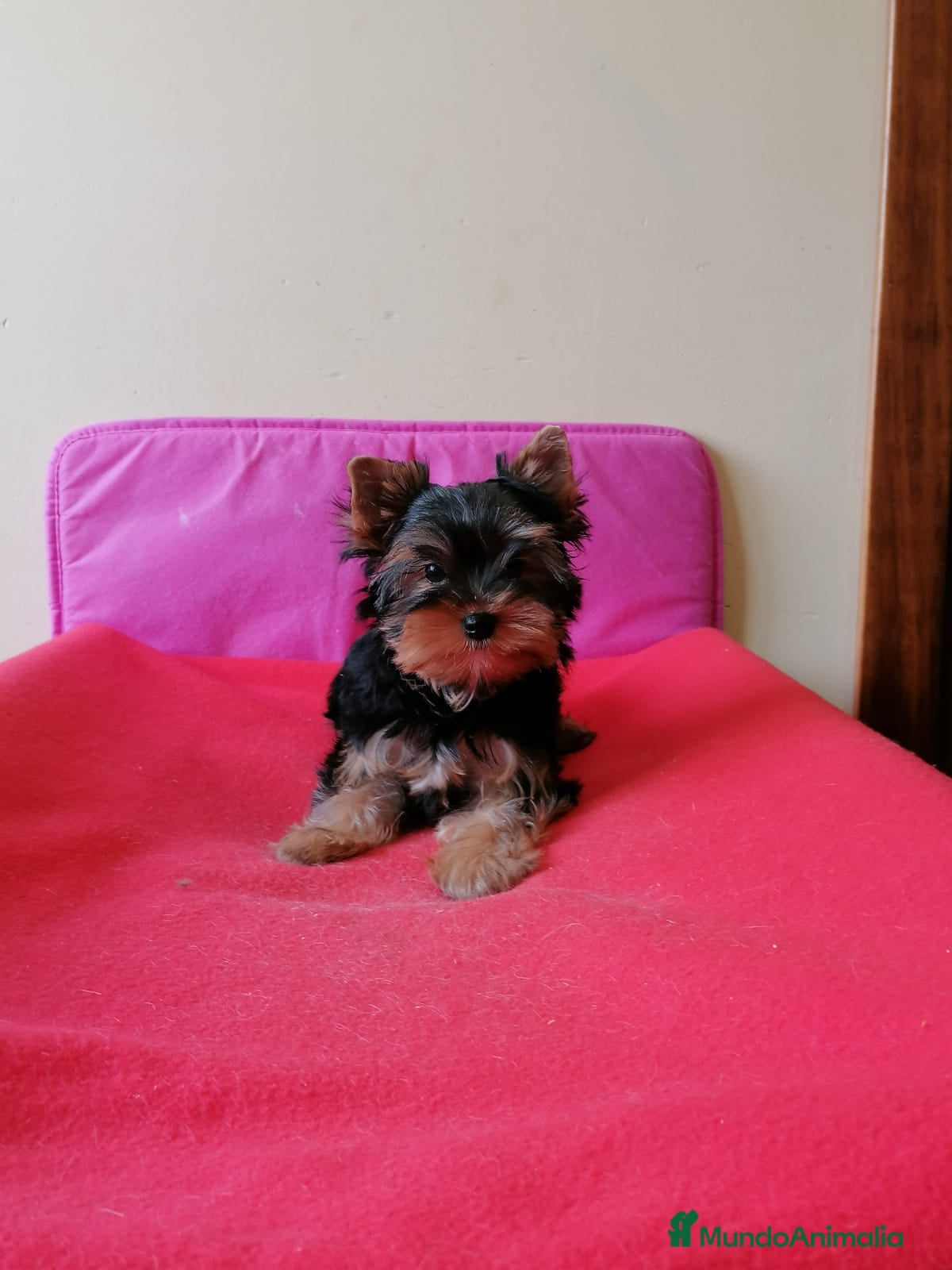 Yorkshire Terrier perros Yorsai Terry - Anuncio 41