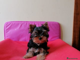 Yorkshire Terrier perros - Anuncio 1