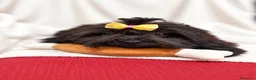 Shihpoo perros en venta: Monísima ShihPoo negra - Anuncio 1