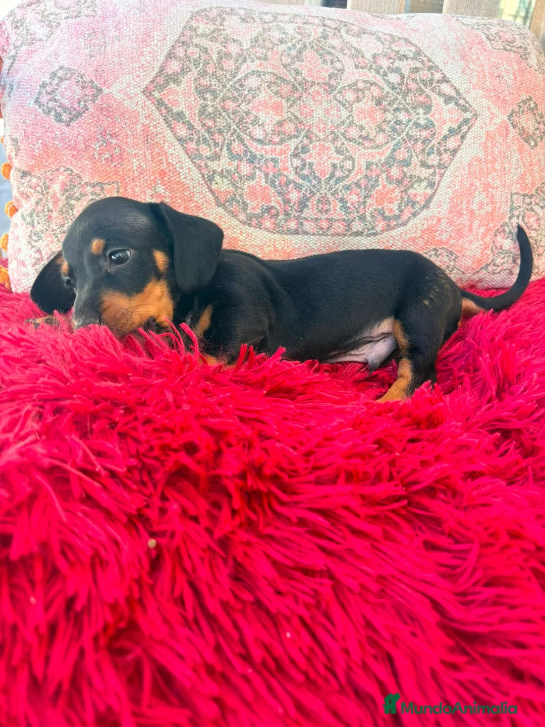 Teckel Miniatura perros en venta: Teckel kaninchen hembra  - Anuncio 2