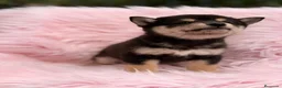 Shiba Inu perros en venta: Shiba Inu  - Anuncio 11