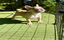 Bulldog Francés perros en venta: Bulldog francés espectaculares  - Imagen 2