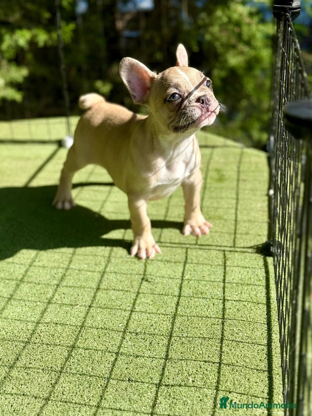 Bulldog Francés perros en venta: Bulldog francés espectaculares  - Imagen 2