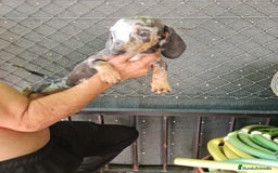 Teckel Miniatura perros en venta: Teckel macho mini arlequín  - Imagen 7