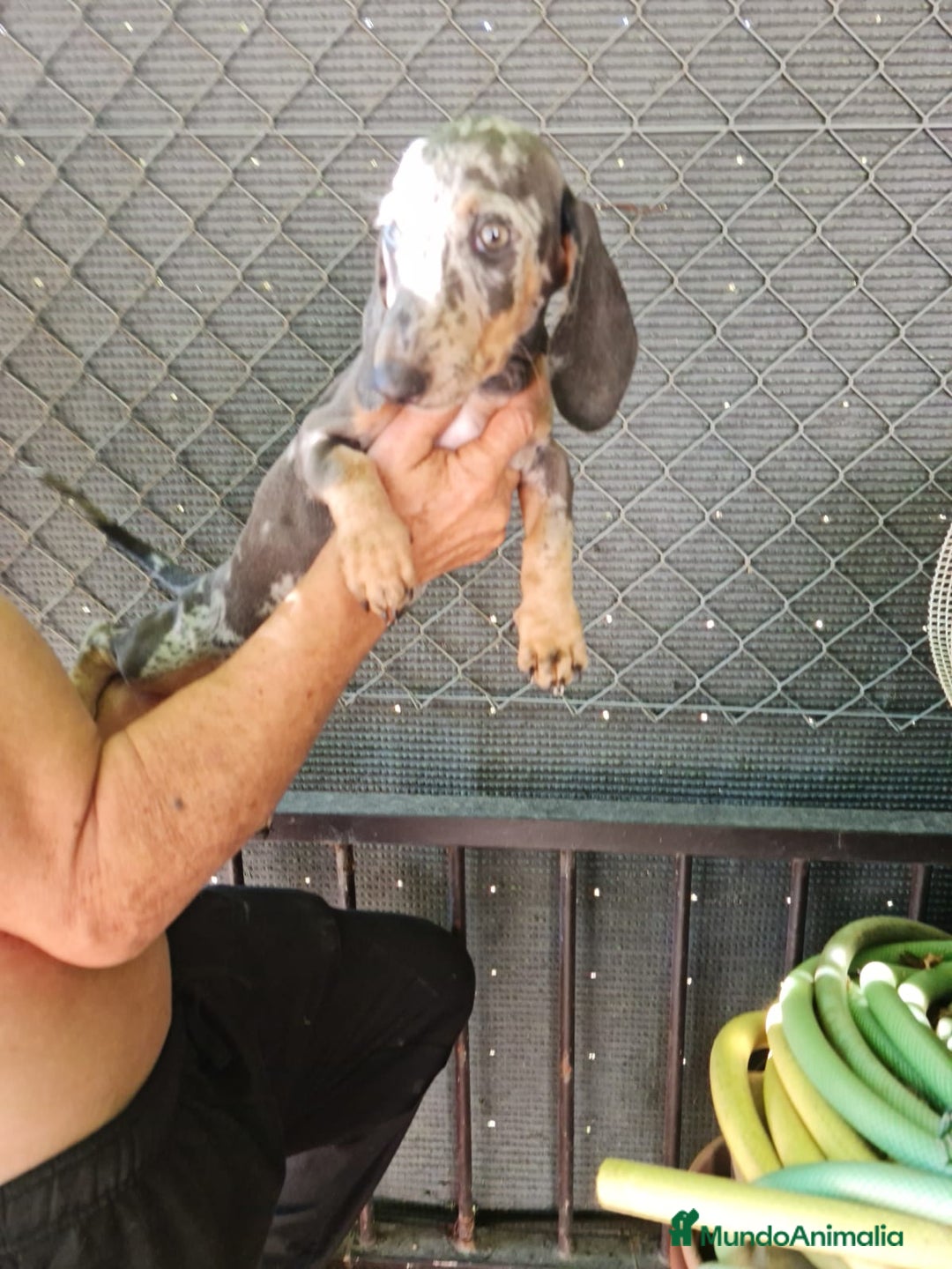 Teckel Miniatura perros en venta: Teckel macho mini arlequín  - Imagen 7
