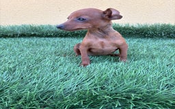 Yorkshire Terrier perros en venta: milcachorros.es disponemos casi todas las razas  - Imagen 8