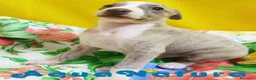 Pequeño Lebrel Italiano perros en venta: Lebrel Italiano Macho 4291 AQUANATURA - Anuncio 3
