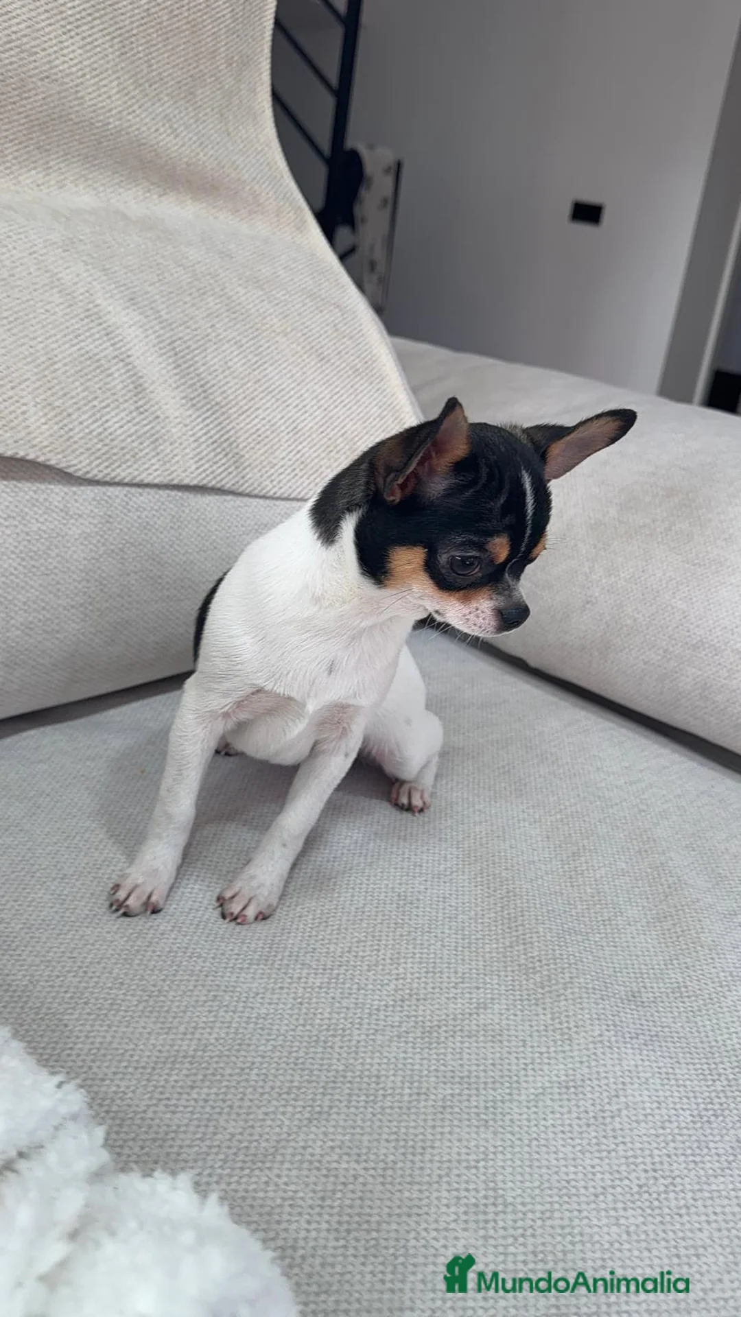 Chihuahua perros en venta: Chihuahua Toy macho y hembra  - Anuncio 6