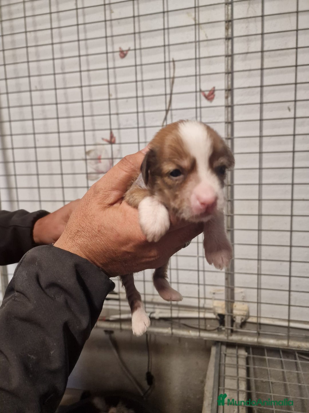 Perro Crestado Chino perros en venta: Crestado chino precio real - Anuncio 8