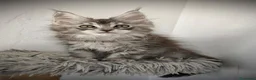 Maine Coon gatos en venta: Macho de maine coon tabby - Anuncio 1