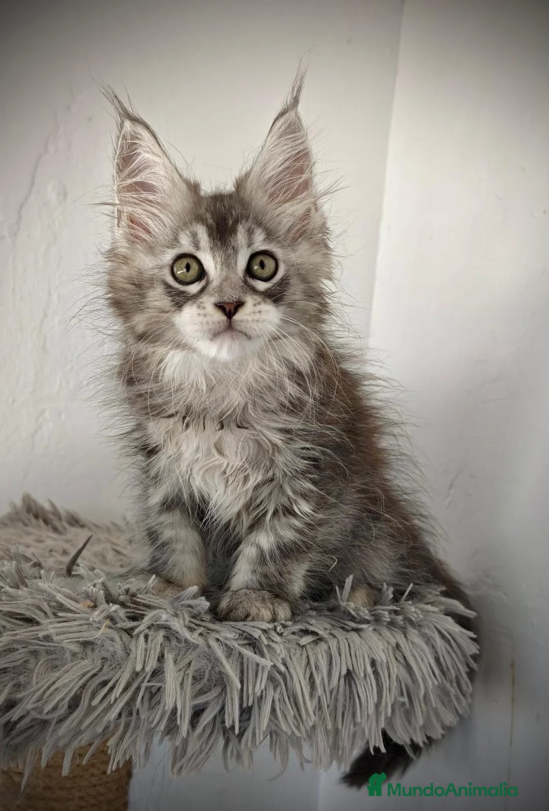 Maine Coon gatos en venta: Macho de maine coon tabby - Anuncio 1