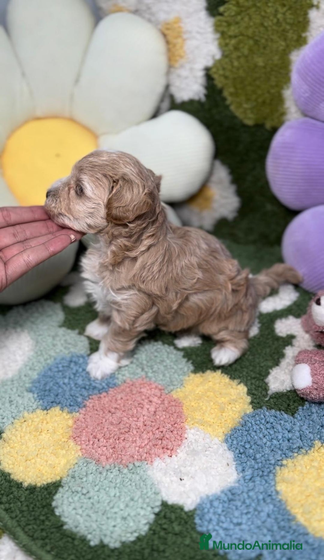 Maltipoo perros en venta: Maltipoo Mini Toy en Madrid - Imagen 3