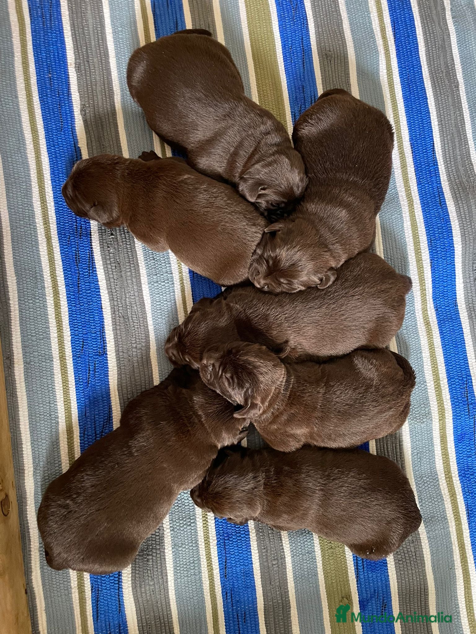 Labrador Retriever perros en venta: Hembra labrador retriever chocolate  en Granada - Anuncio 2