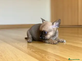 Chihuahua perros Chihuahua puppy - Anuncio 42