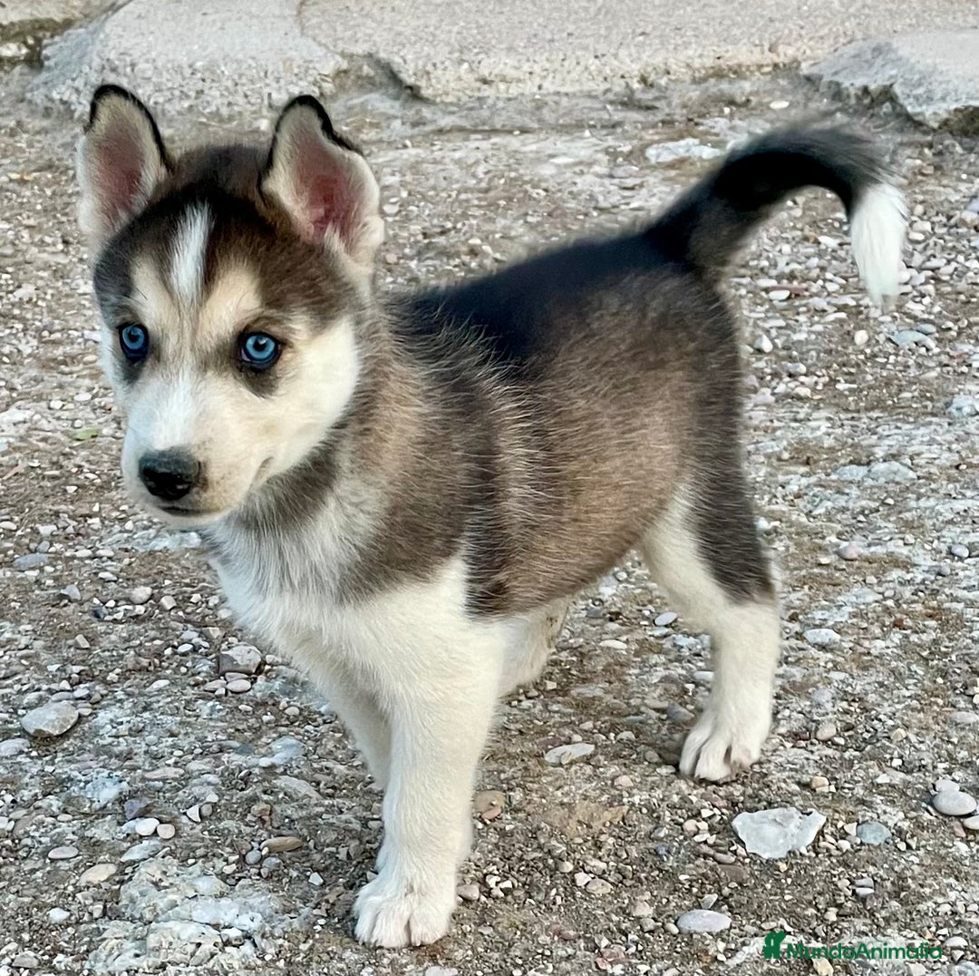 Husky Siberiano perros en venta: Husky Siberiano  - Imagen 4