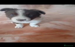 Border Collie perros en venta: Border collie  - Imagen 3