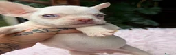 Bulldog Francés perros en venta: Bulldog francés ojos azules  - Anuncio 11