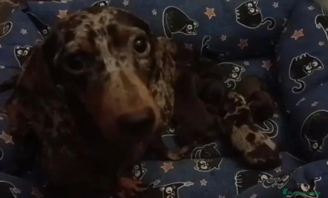 Teckel Miniatura perros en venta: Camada Kika Teckel Canichen - Anuncio 2