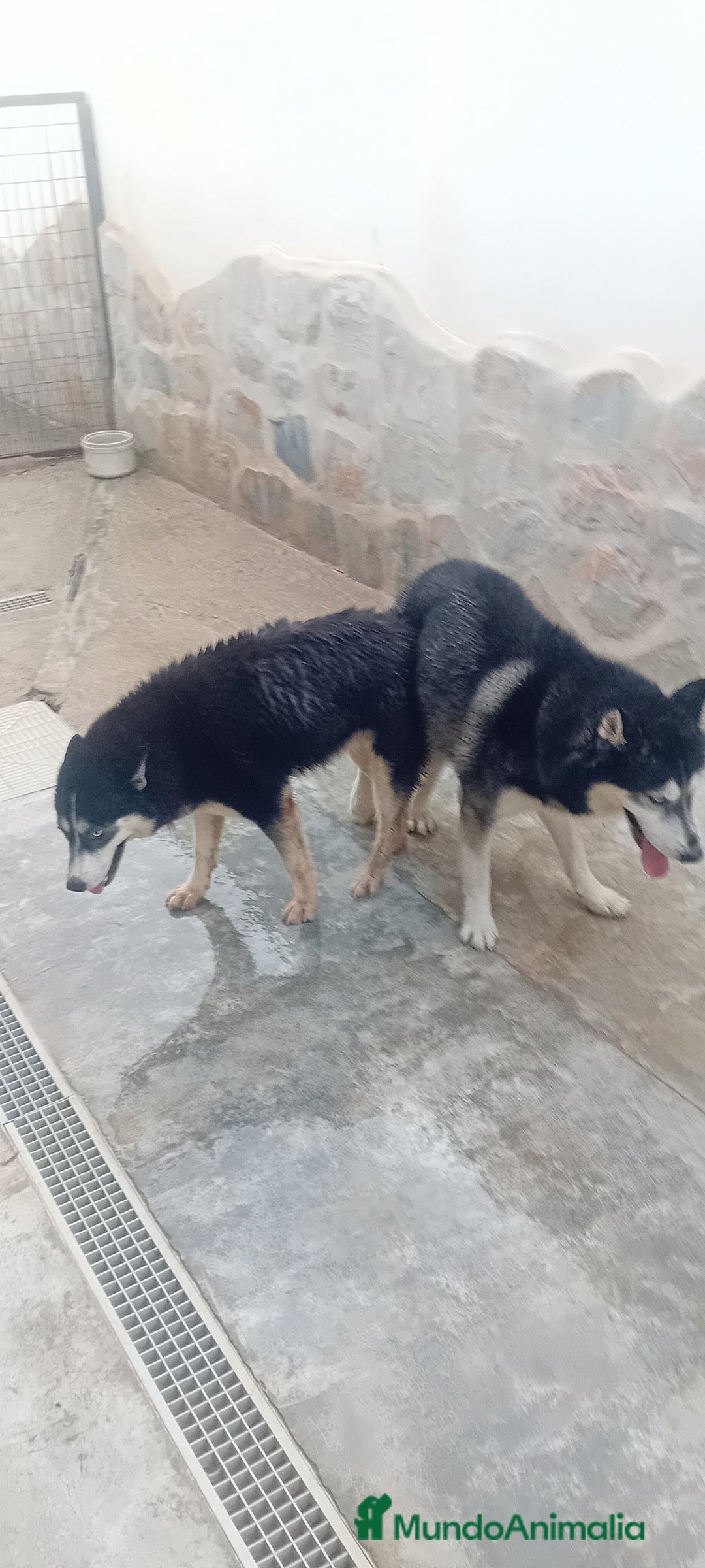 Husky Siberiano perros en venta: ‼️‼️husky siberianos  - Imagen 1
