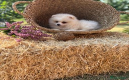 Pomerania perros en venta: Pomerania blanco crema fotos actuales  - Imagen 9