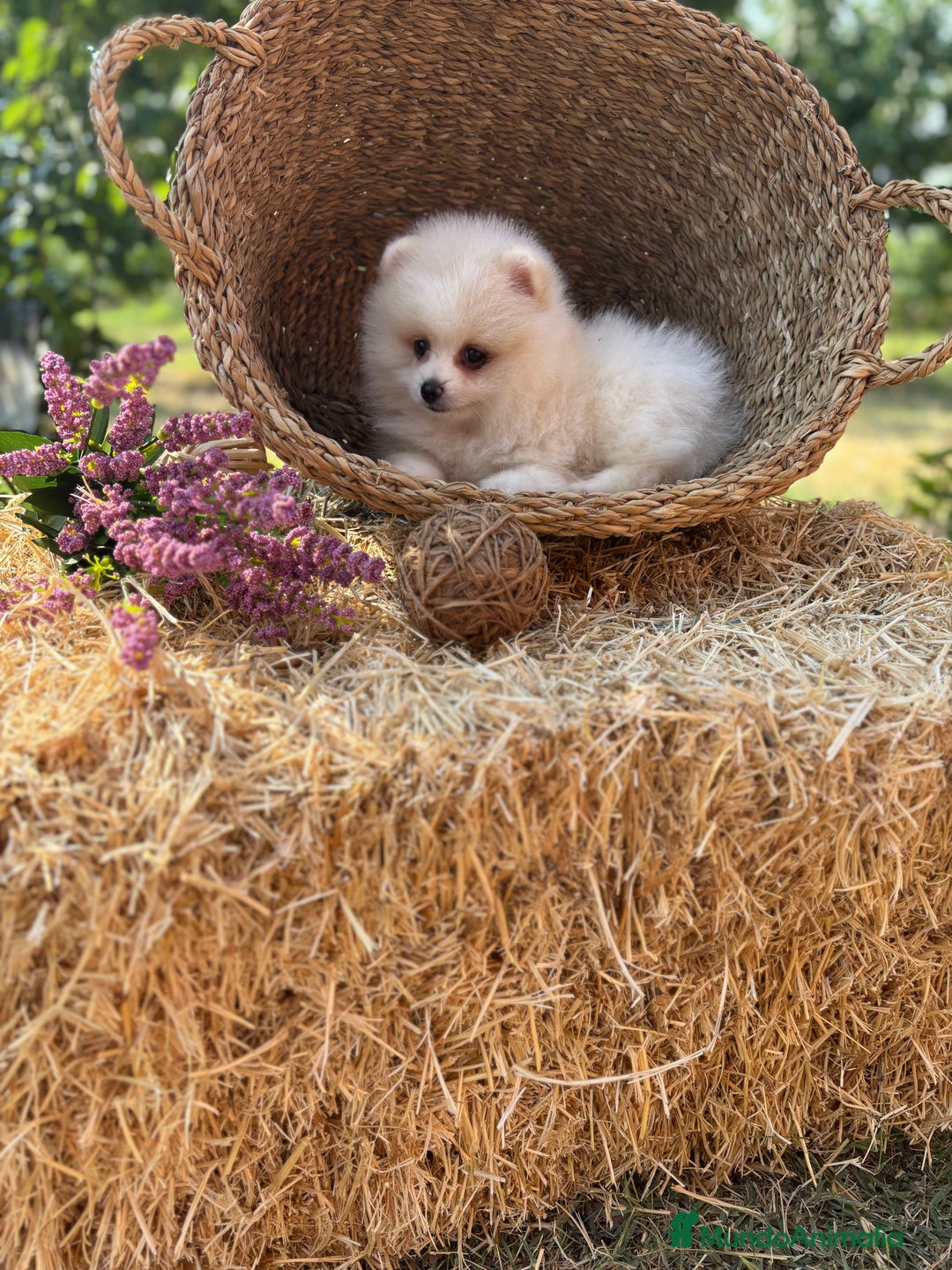 Pomerania perros en venta: Pomerania blanco crema fotos actuales  - Imagen 9