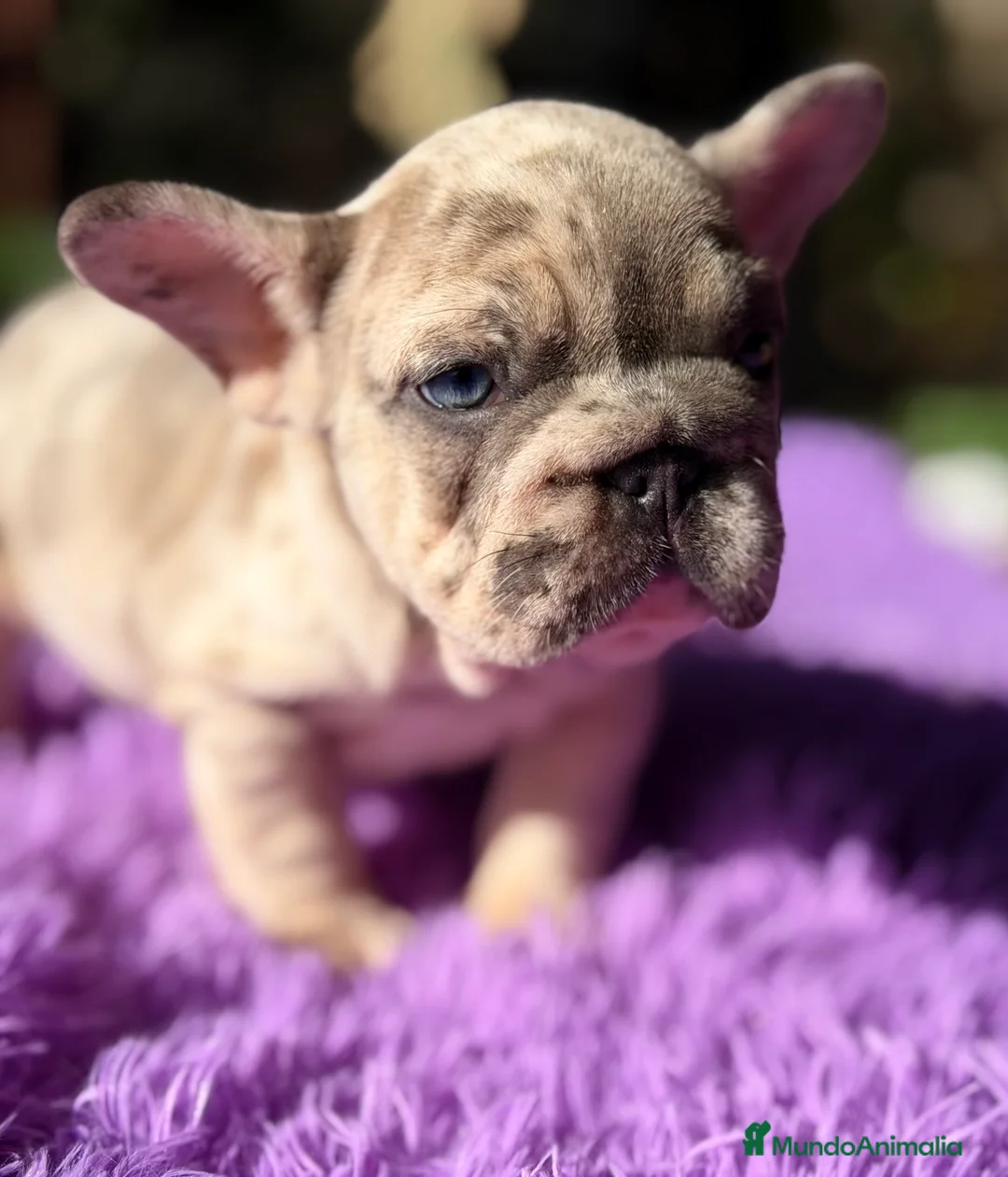 Bulldog Francés perros en venta: Bulldog Bip rope - Anuncio 5