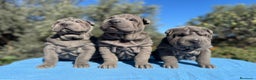 Shar Pei perros en venta: CACHORROS SHAR PEI en Málaga - Anuncio 6