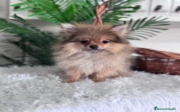 Pomerania perros en venta: POMERANIA HEMBRA MUY PEQUEÑITA - Imagen 5